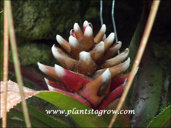Aechmea nidularioides
The pine cone shaped inflorescence